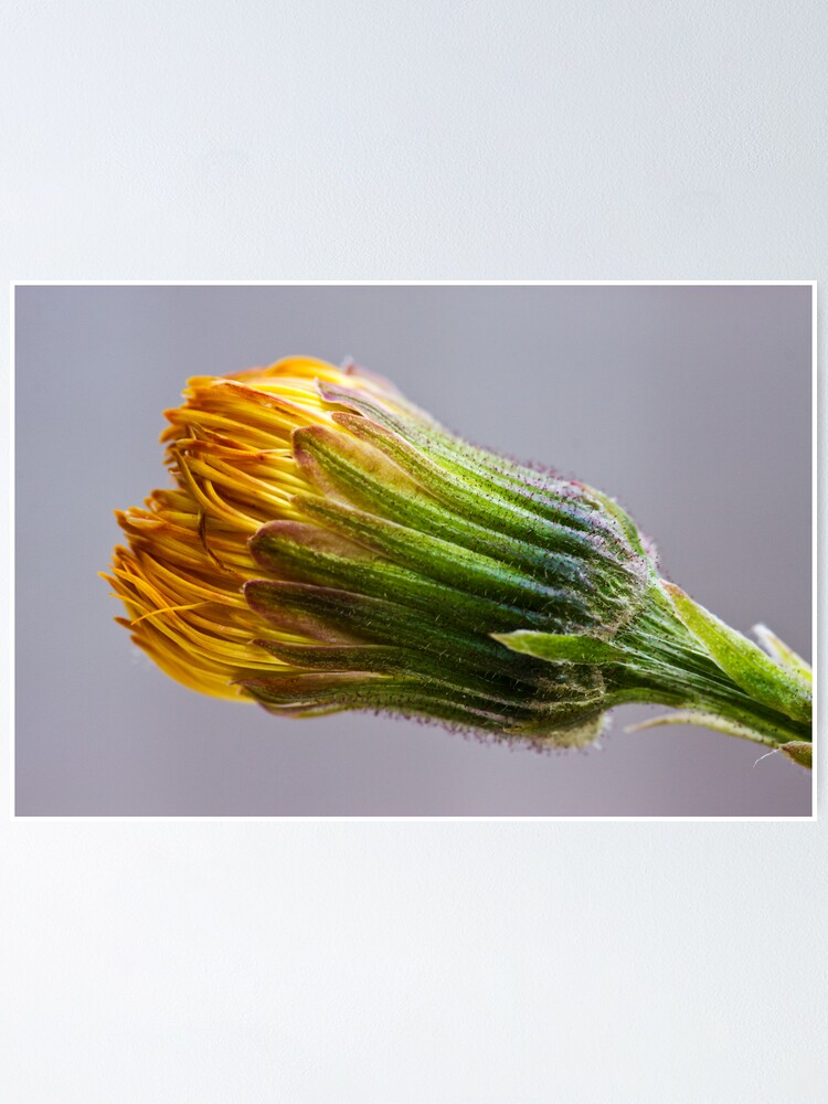 Alternate view of Colt's-foot (Tussilago farfara) Poster