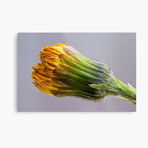 Colt's-foot (Tussilago farfara) Metal Print