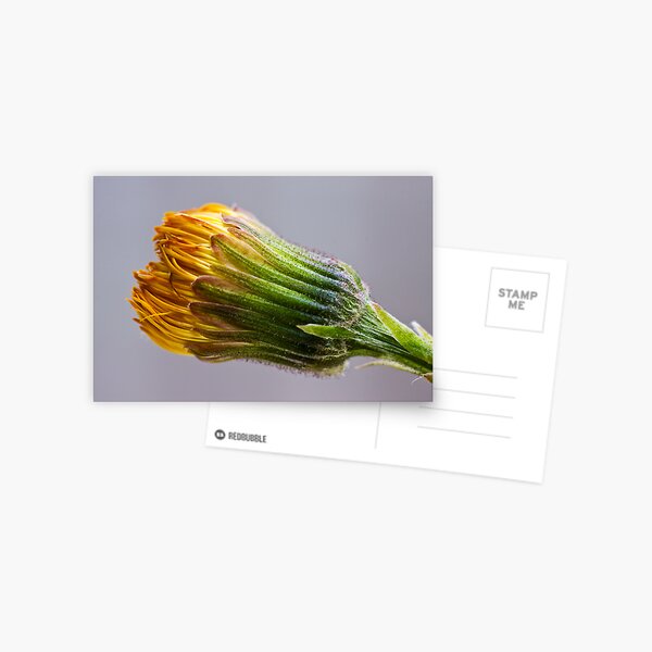 Colt's-foot (Tussilago farfara) Postcard