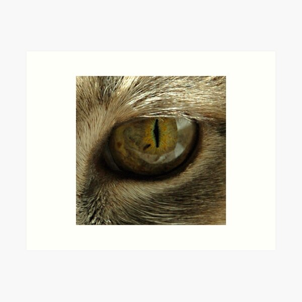 Item preview, Cat's eye designed and sold by triciamary.