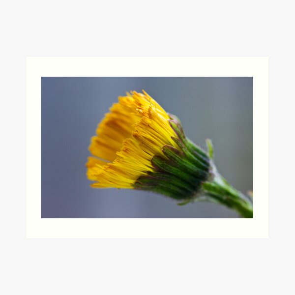 Colt's-foot (Tussilago farfara) Art Print