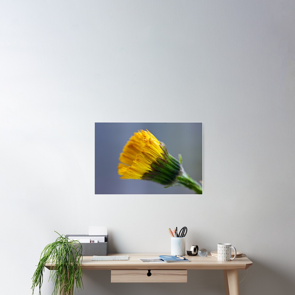 Colt's-foot (Tussilago farfara) Poster