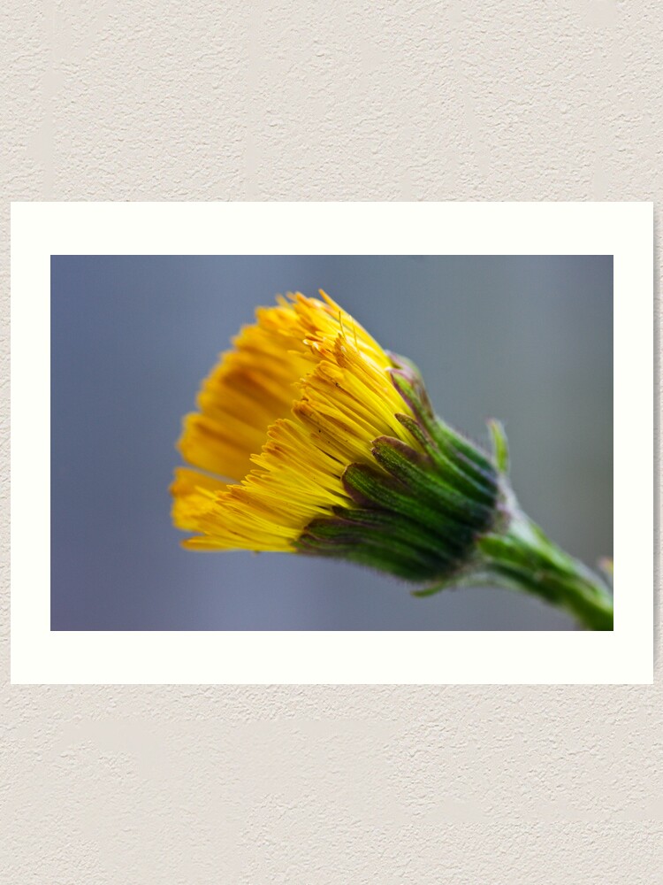 Alternate view of Colt's-foot (Tussilago farfara) Art Print