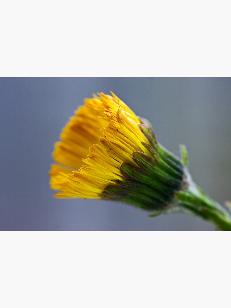 Colt's-foot (Tussilago farfara) by SteveChilton