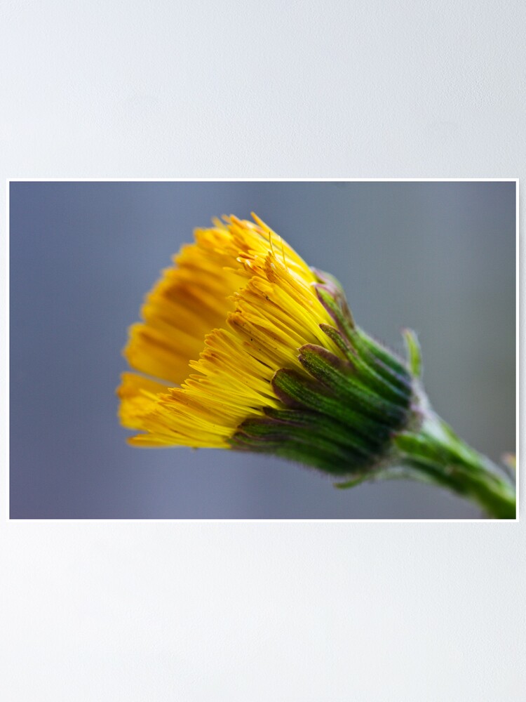 Alternate view of Colt's-foot (Tussilago farfara) Poster