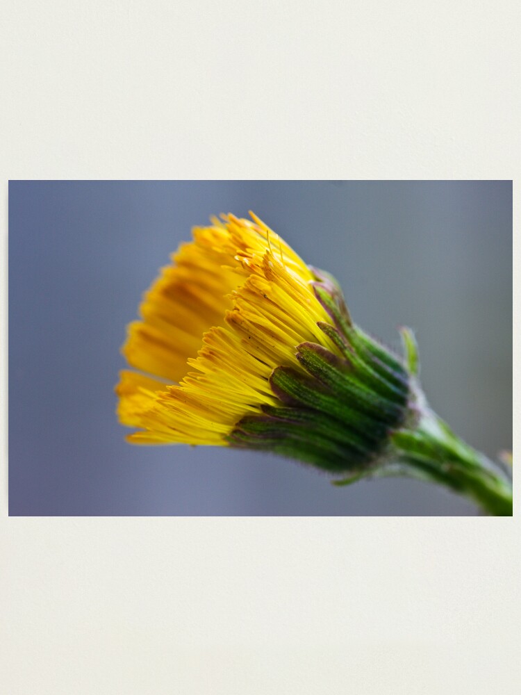 Alternate view of Colt's-foot (Tussilago farfara) Photographic Print