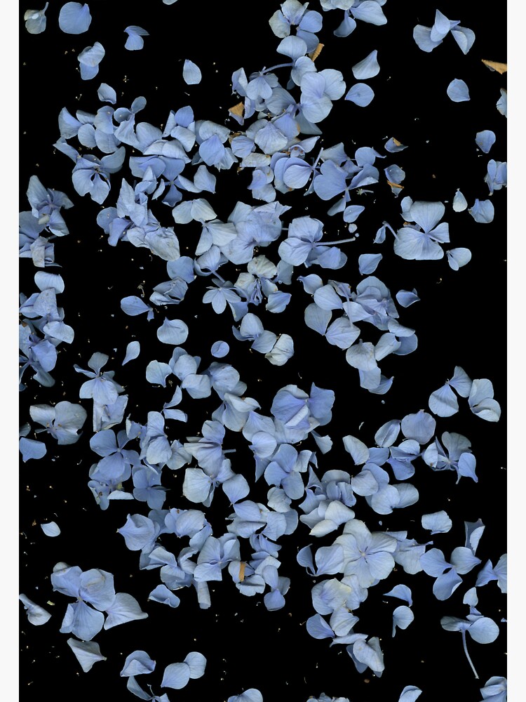 Thumbnail 3 of 3, Sticker, Hydrangea Snowfall 1 Dark Floral designed and sold by LindasPhotoArt.