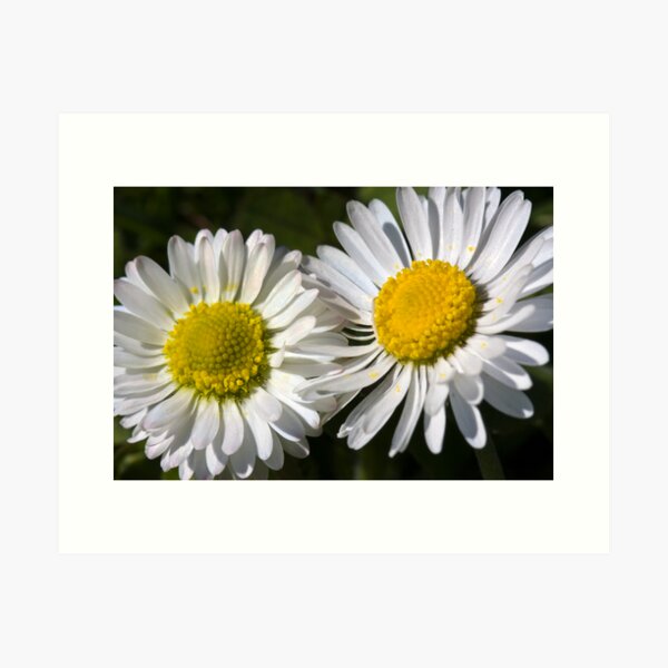 Daisies (Bellis perennis) Art Print