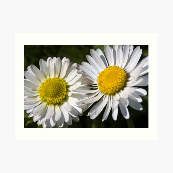 Daisies (Bellis perennis) Art Print