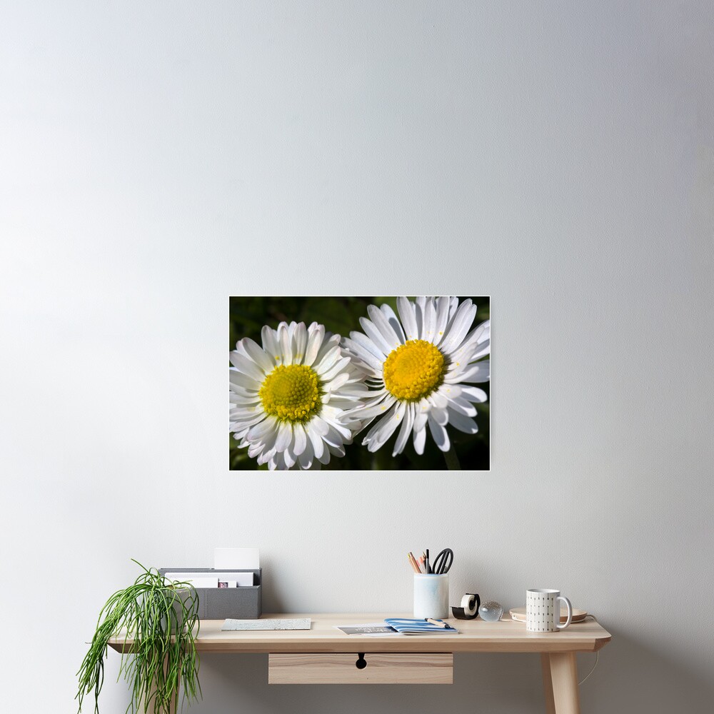 Daisies (Bellis perennis) Poster