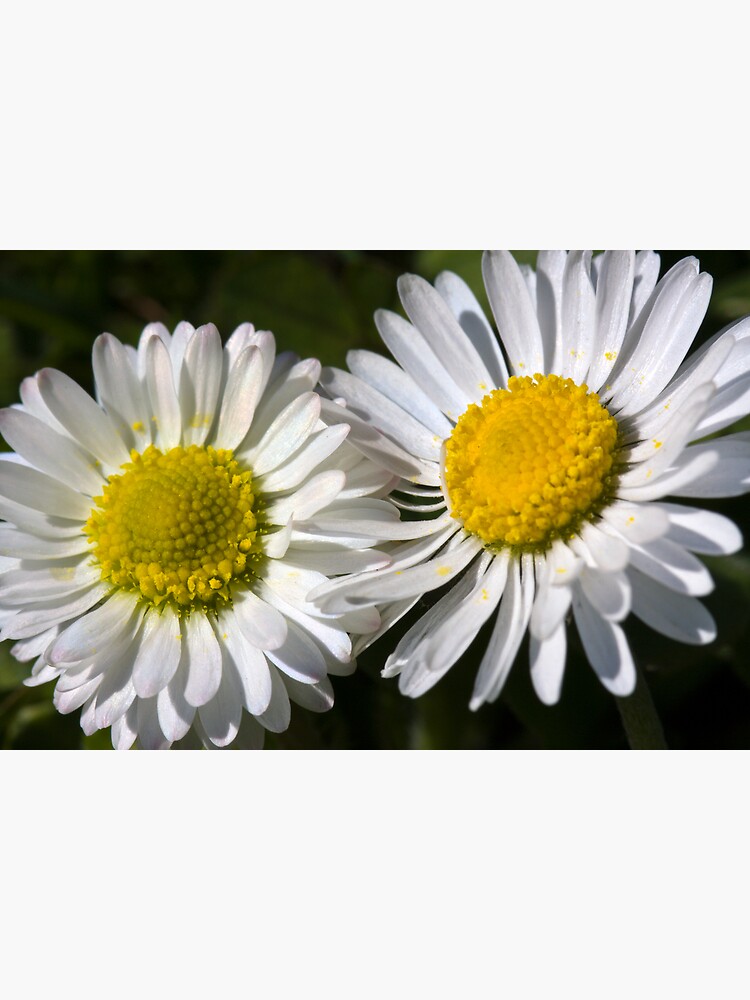 Daisies (Bellis perennis) by SteveChilton