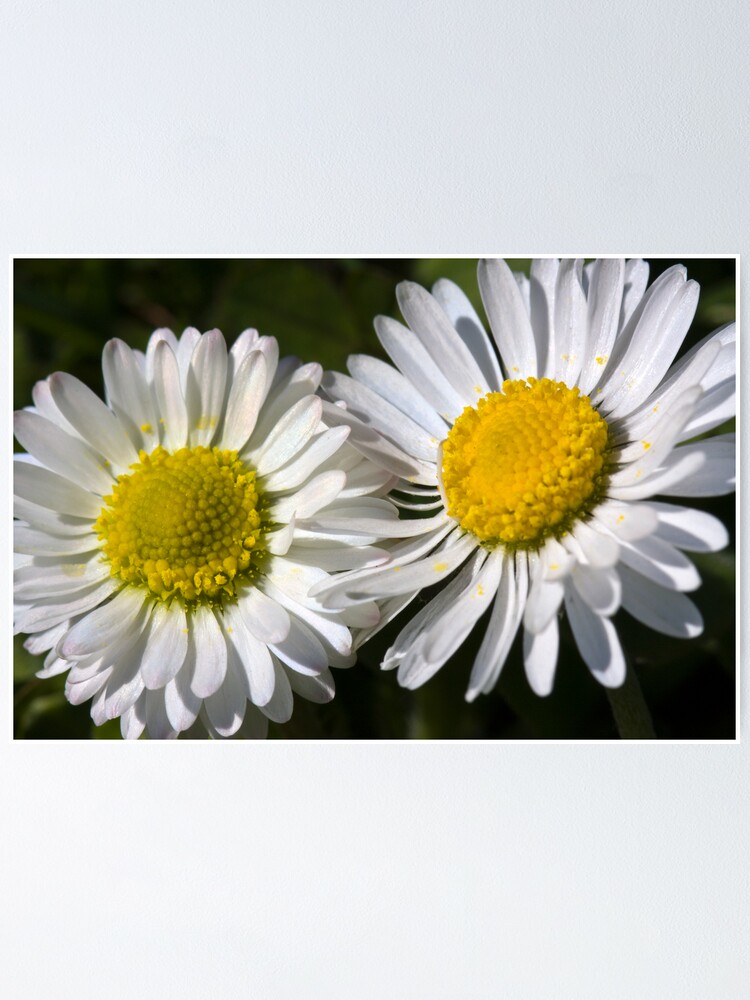Alternate view of Daisies (Bellis perennis) Poster