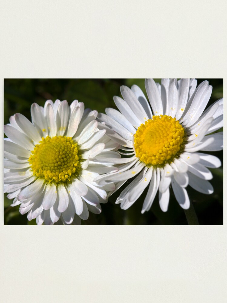 Alternate view of Daisies (Bellis perennis) Photographic Print