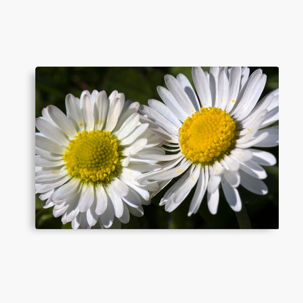 Daisies (Bellis perennis) Canvas Print