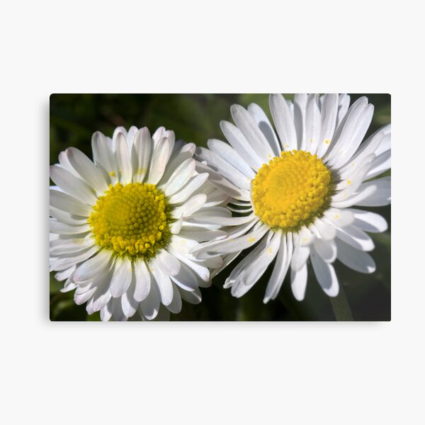 Daisies (Bellis perennis) Metal Print
