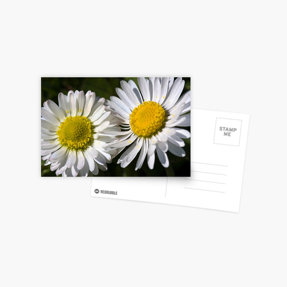 Daisies (Bellis perennis) Postcard