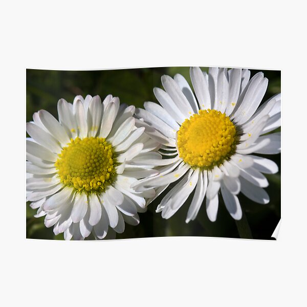 Daisies (Bellis perennis) Poster