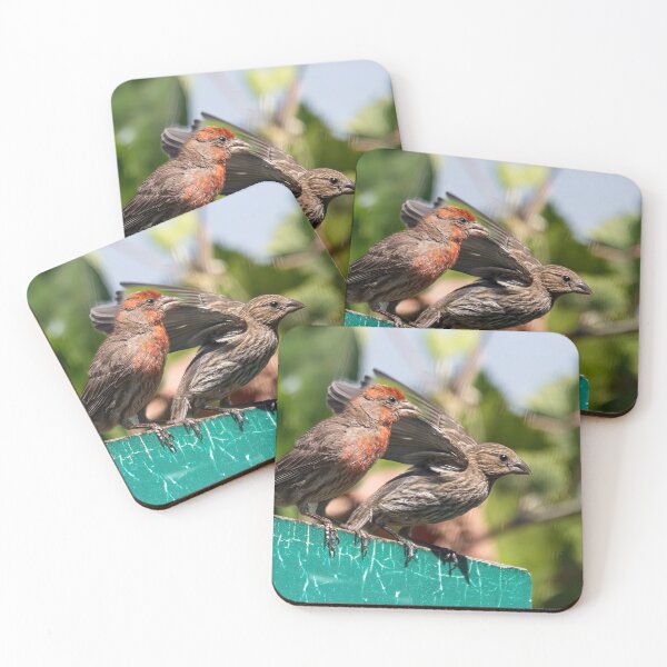 Item preview, Male and Female House Finch designed and sold by CarolM.