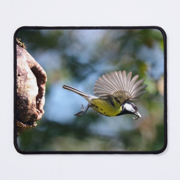 Item preview, Great tit cleaning out her nest designed and sold by GreyFeatherPhot.