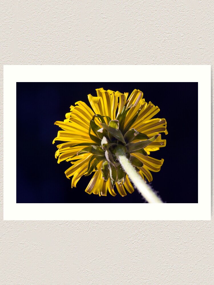 Alternate view of Dandelion (Taraxacum officinale) Art Print