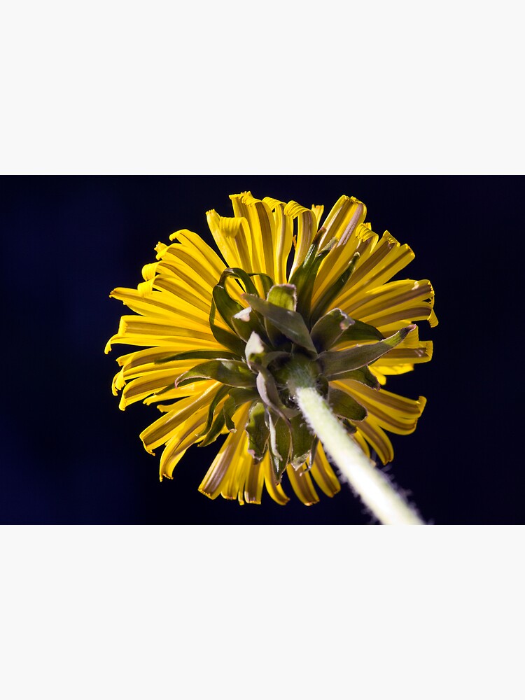 Dandelion (Taraxacum officinale) by SteveChilton