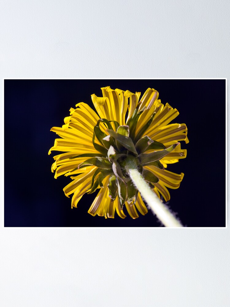 Alternate view of Dandelion (Taraxacum officinale) Poster