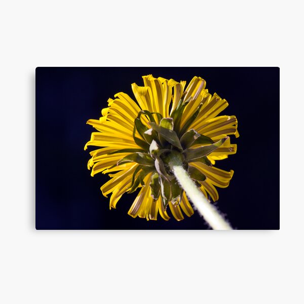 Dandelion (Taraxacum officinale) Canvas Print