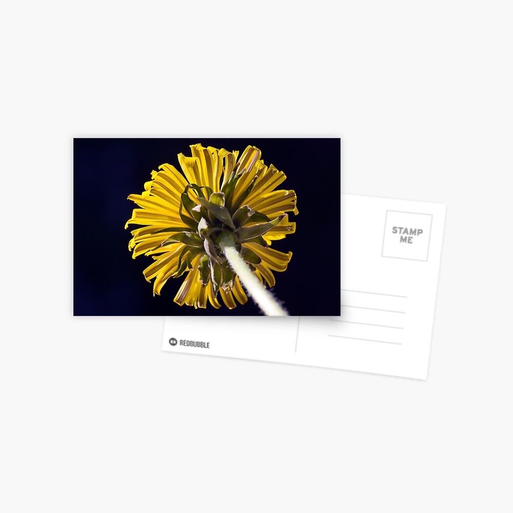 Dandelion (Taraxacum officinale) Postcard