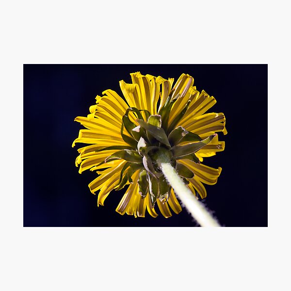 Dandelion (Taraxacum officinale) Photographic Print