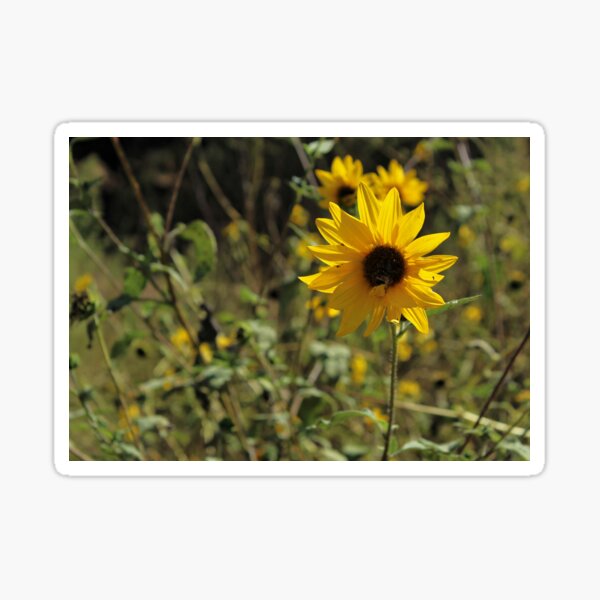 Item preview, Bush Sunflowers at Madrona Marsh designed and sold by Scenic West - Photos by Angel.