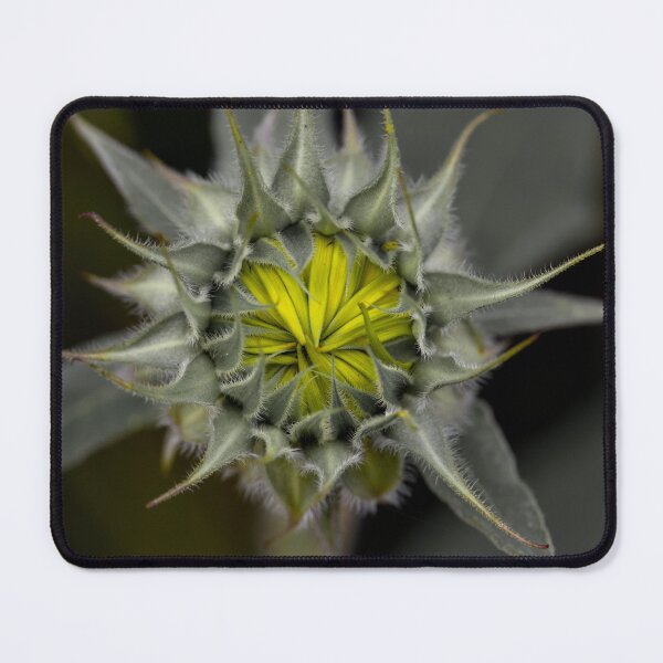 Item preview, Sunflower middle designed and sold by Cblifeisgood.