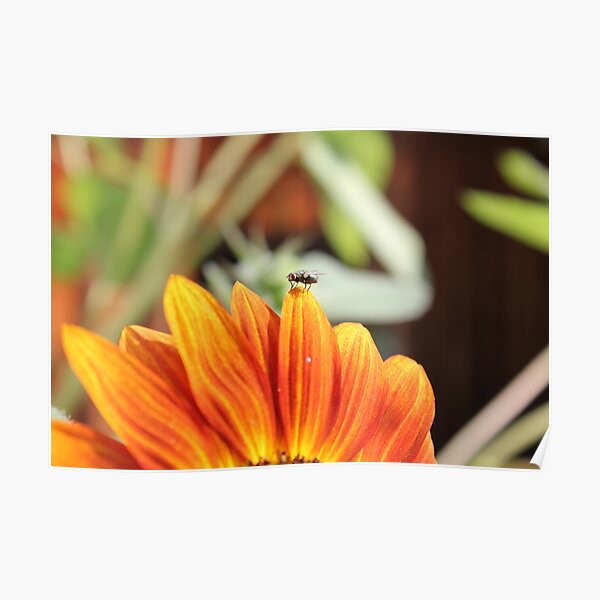 Fliege auf der Sonnenblume Poster