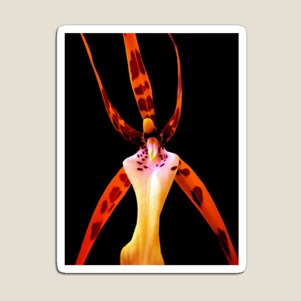 Item preview, Slim Slam - A New Perspective on Orchid Life designed and sold by Ashley Cooke.