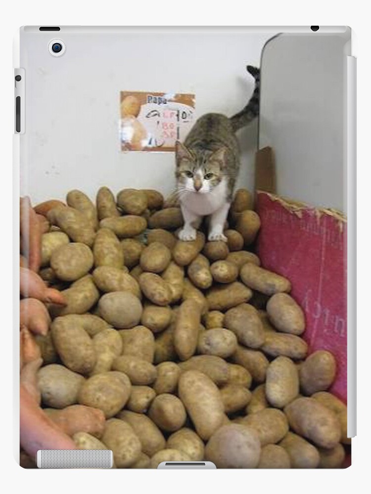 potato cat for sale