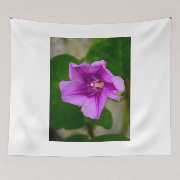 Item preview, Purple Morning Glory Flower designed and sold by MercerImages.