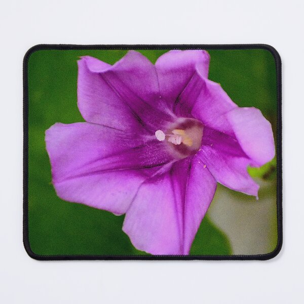 Item preview, Purple Morning Glory Flower designed and sold by MercerImages.