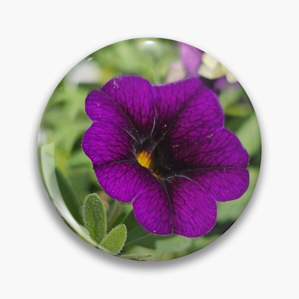 Item preview, Closeup of Purple Flower in Assorted Pot designed and sold by Quincy-Hedgehog.
