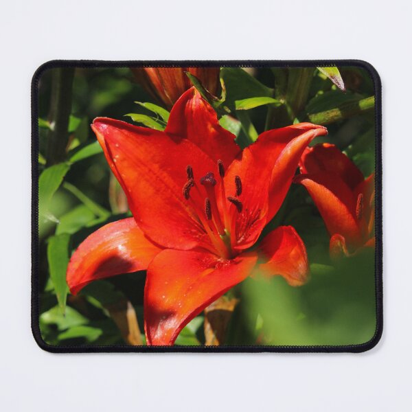 Item preview, The Red Flower Donegal designed and sold by eddiebarronshop.