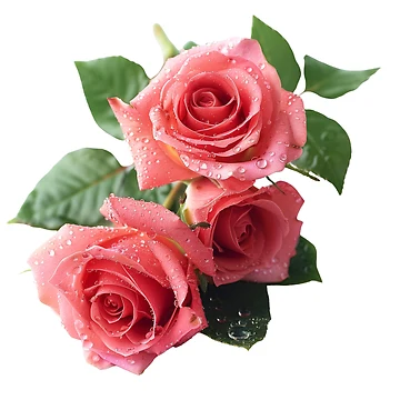 Artwork thumbnail, Pink Roses 2/2 - Roses Collection by Styled by Anne