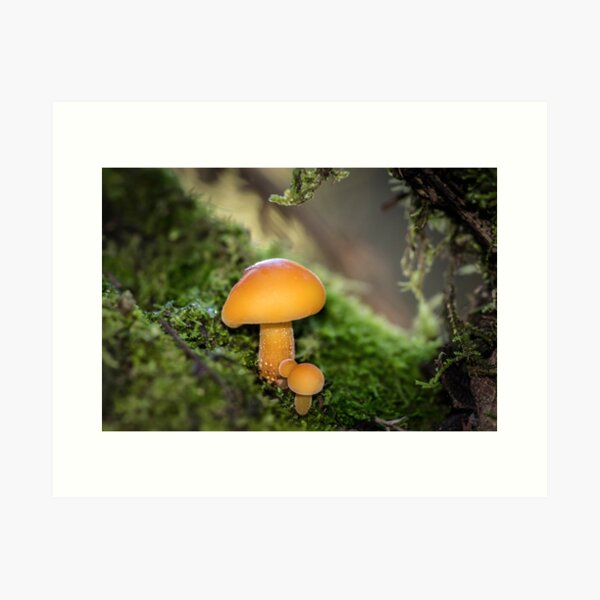 Fungi ~ Flammulina velutipes Art Print