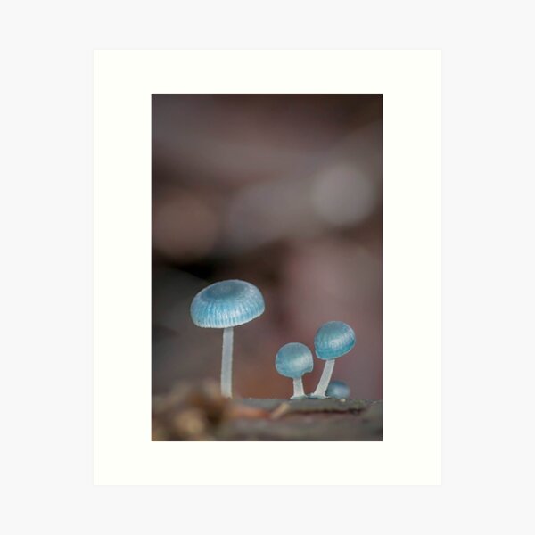 Fungi ~ Mycena interrupta Art Print