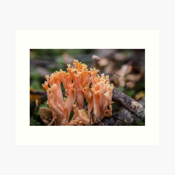 Fungi ~ coral Art Print