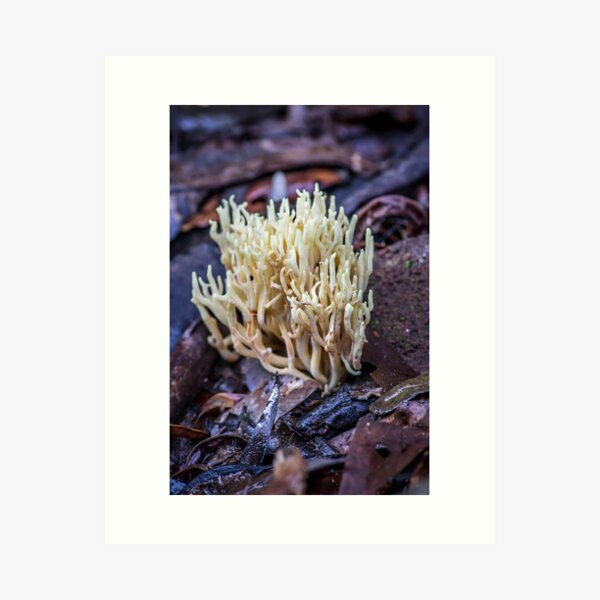 Fungi ~ coral Art Print