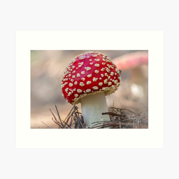 A little mushroom magic Art Print