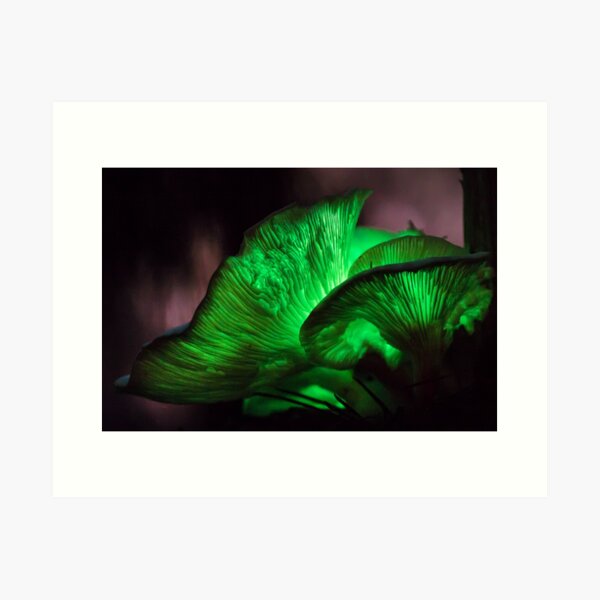 Ghost Fungi ~ Omphalotus nidiformis Art Print