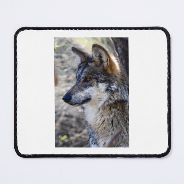 Item preview, Endangered Mexican wild Wolf Staring Fibe Art Print designed and sold by Yogibear & Rachelle .