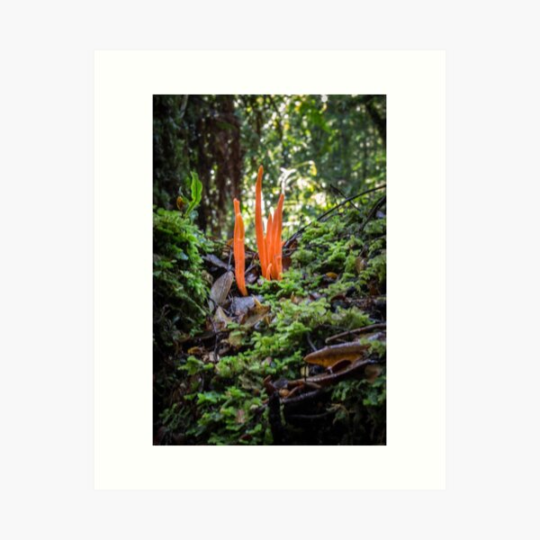 Fungi Art Print