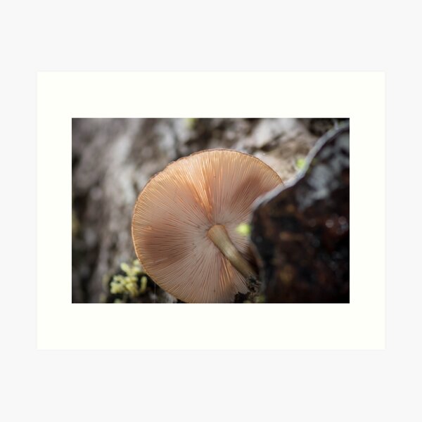 Fungi Gills Art Print
