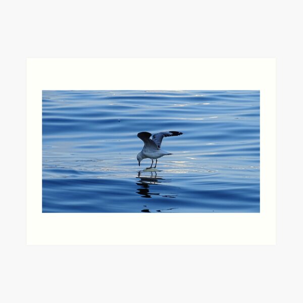 Seagull Art Print