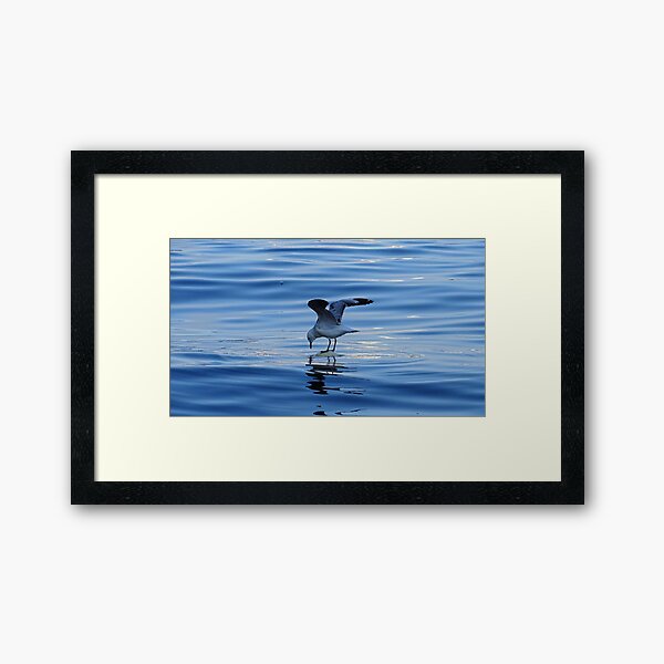 Seagull Framed Art Print